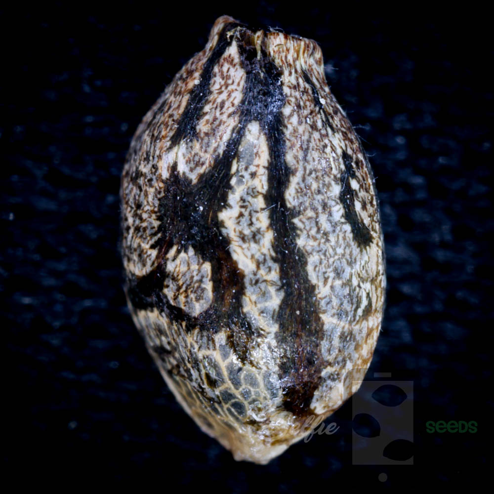 Frostiest Cannabis Strains: What Heavy Trichome Coverage Can—and Cannot—Tell You